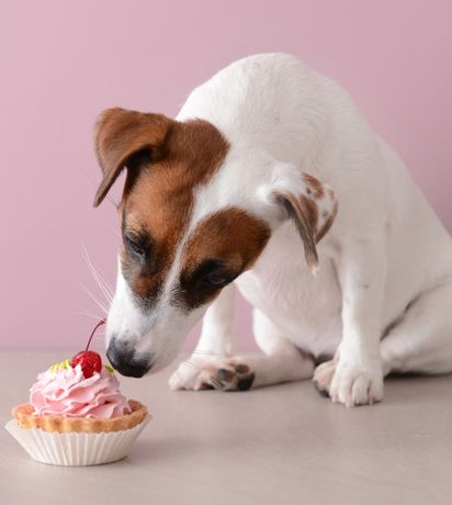 Understanding Diabetes in Pets: Expert Care from Your Veterinarian in St. Charles